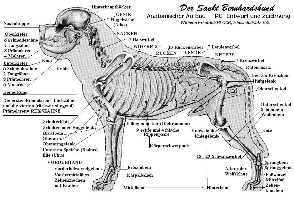 Anatomie der Kreuzwirbel